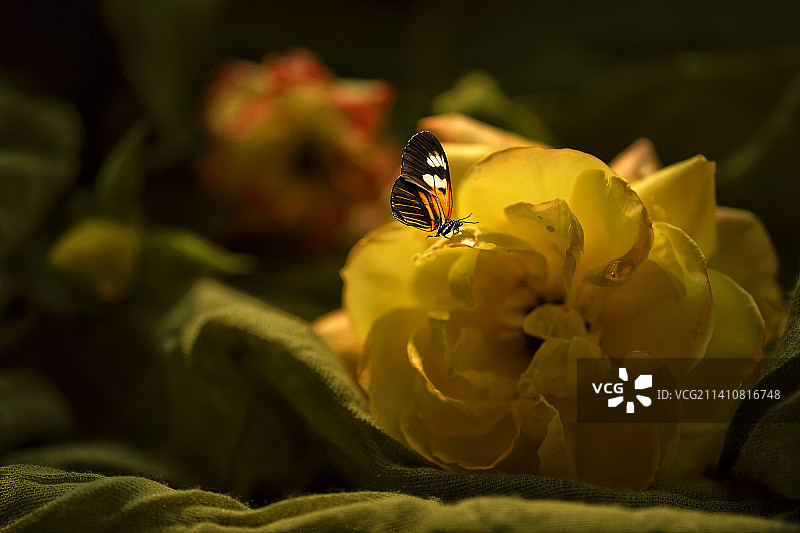 你若盛开 蝴蝶自来图片素材