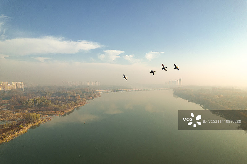 潍河的鸟儿图片素材