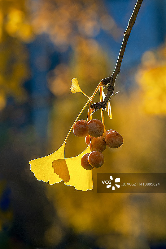 北京奥森公园的银杏叶和果实图片素材