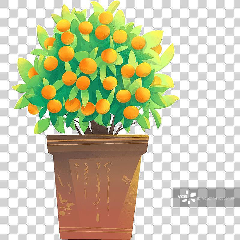 金桔树图片素材