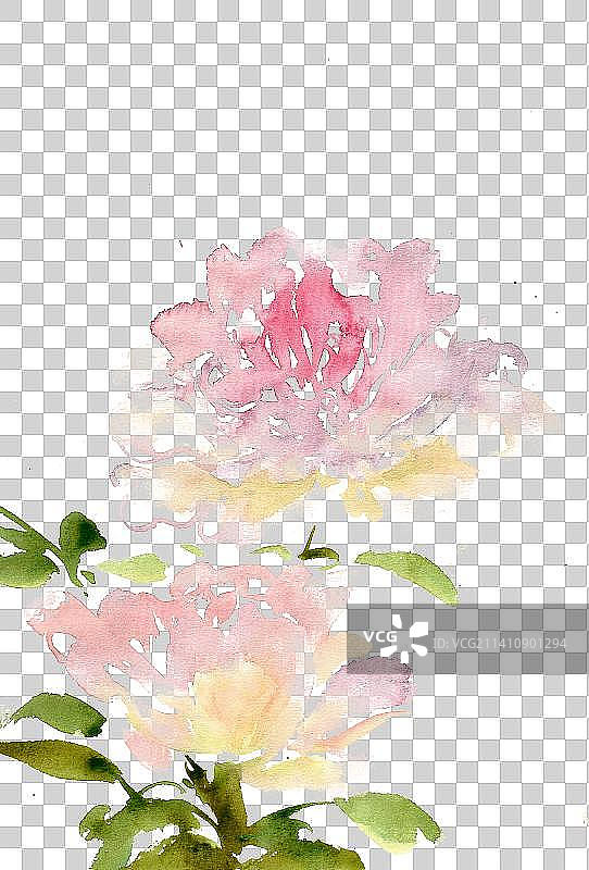 淡红色的月季花图片素材