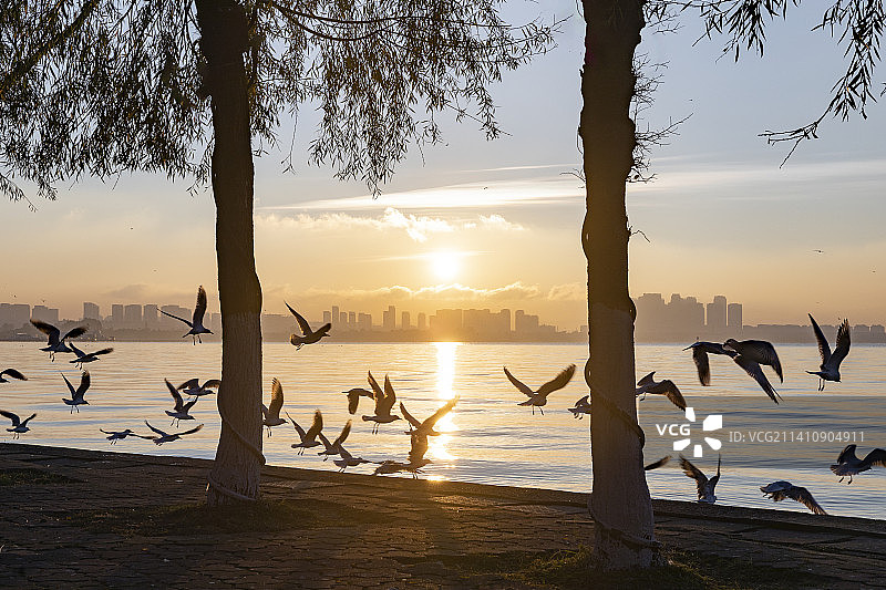 朝阳鸥飞滇池岸图片素材