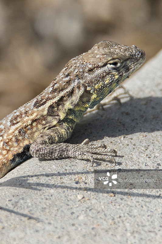 西部篱蜥特写图片素材