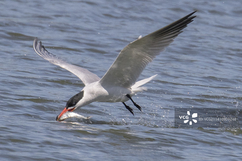 里海燕鸥捕鱼瞬间图片素材