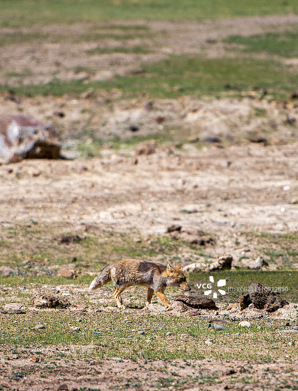 呆萌的藏狐图片素材