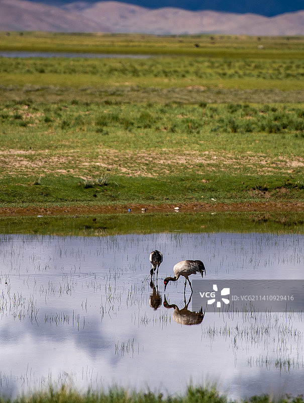 雪山湖边的黑颈鹤们图片素材