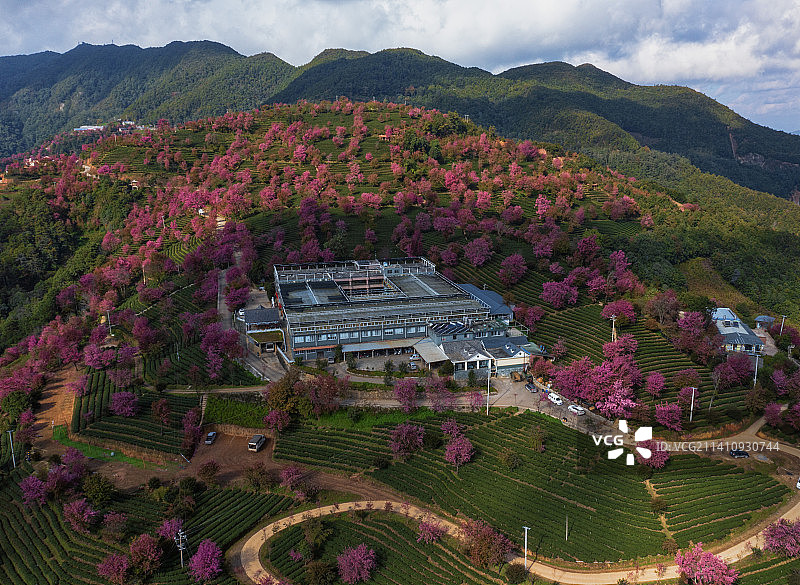 大理无量山冬樱花图片素材