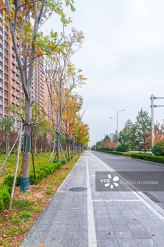 中国城市交通拍摄主题，秋天的城市街道，平坦的柏油路，人行道上的自行车图标，户外白昼无人白昼图像摄影图片素材