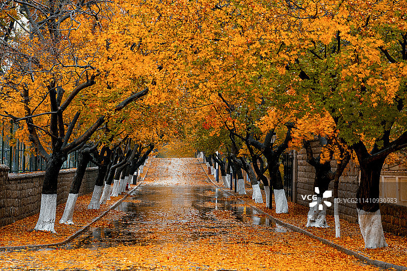 山东青岛秋季的八大关景区图片素材