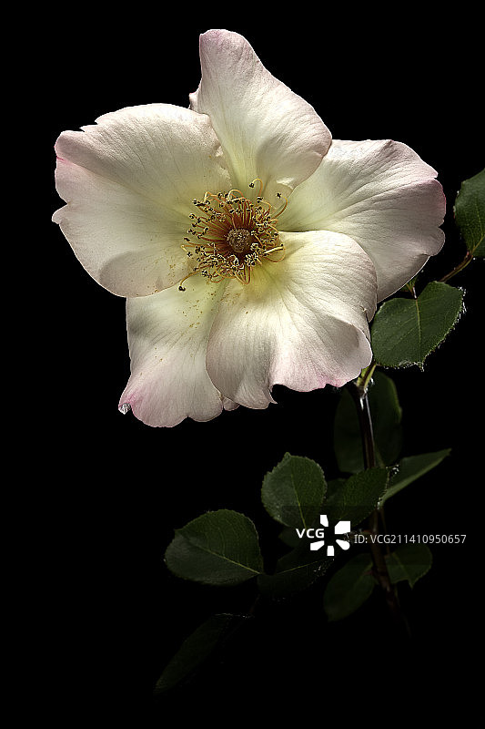 杂交茶香月季埃伦·威尔莫特图片素材