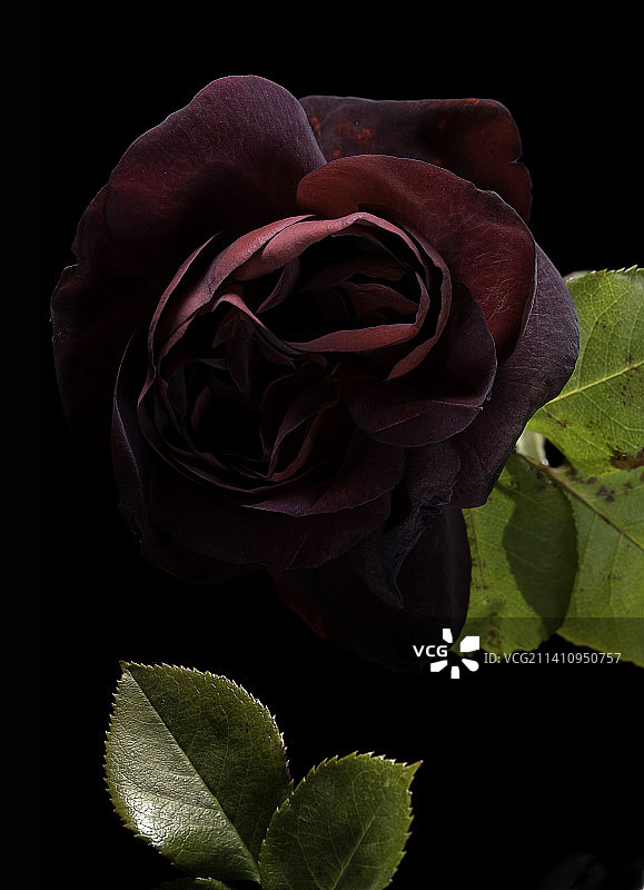 杂交茶香攀援塞内加尔图片素材