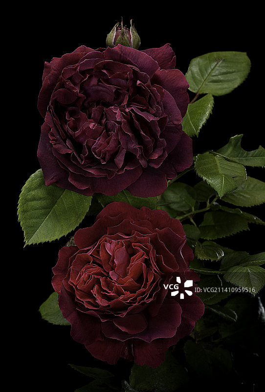 阿尔弗雷德·哥伦布杂交永生花图片素材