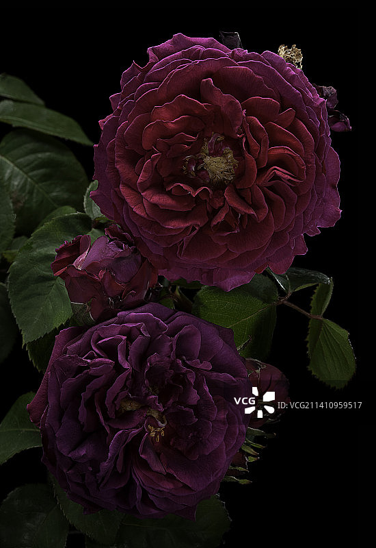 混合永生‘狄丝瑞·芳汀’图片素材