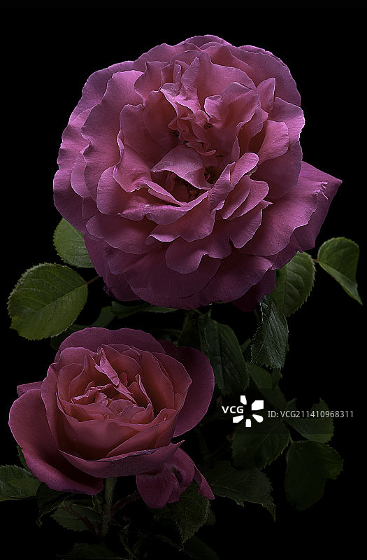 杂交永久“总统威勒莫兹”图片素材