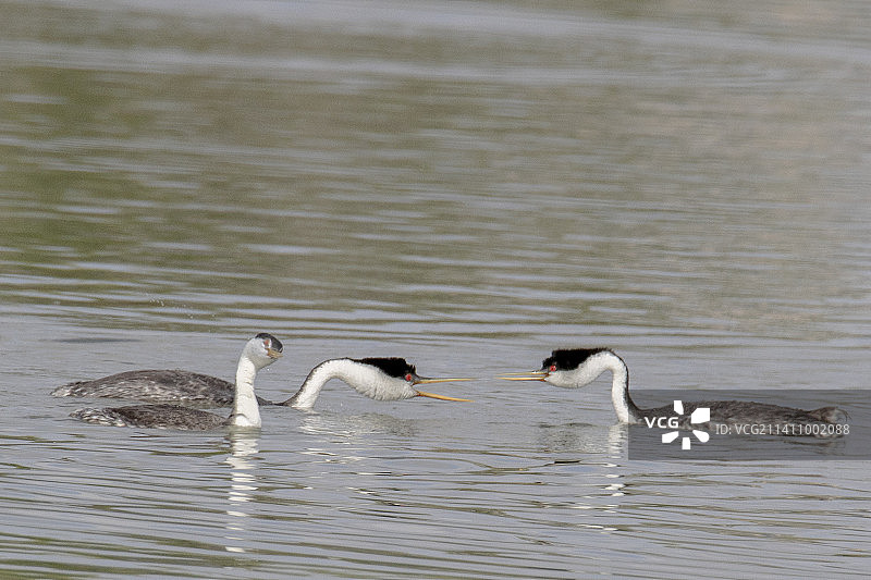 西部鸊鷉对峙图片素材