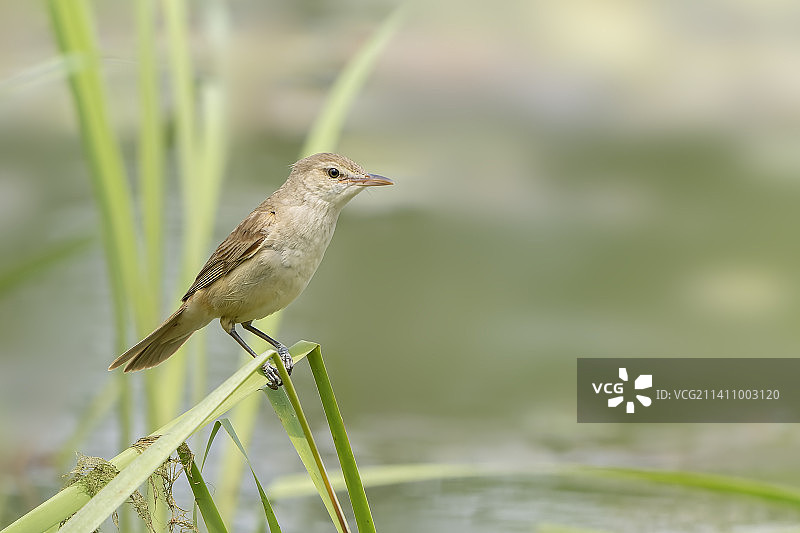 大苇莺图片素材