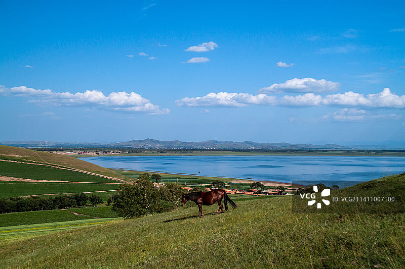 坝上草原，山上嘶鸣的马图片素材