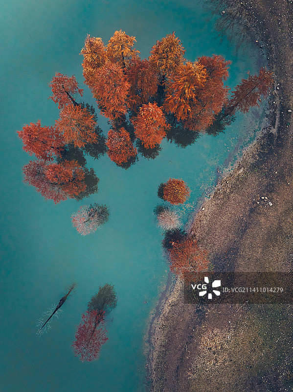 位于南京六合止马岭一处水库边的五彩池杉林图片素材