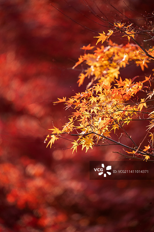 北京 秋季 秋色图片素材