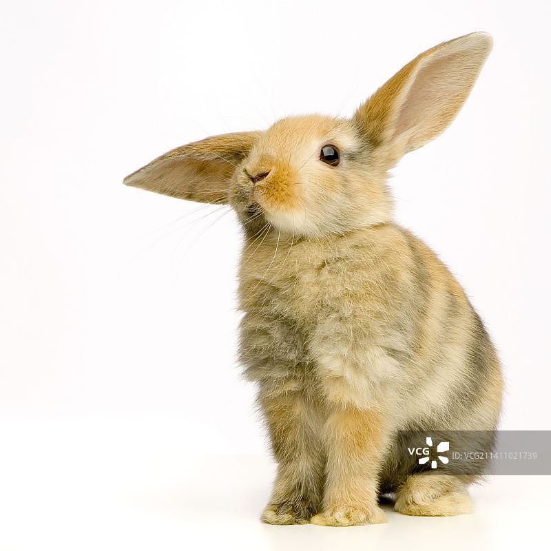 蹲坐着的长耳朵黄棕花色长毛小兔子图片素材