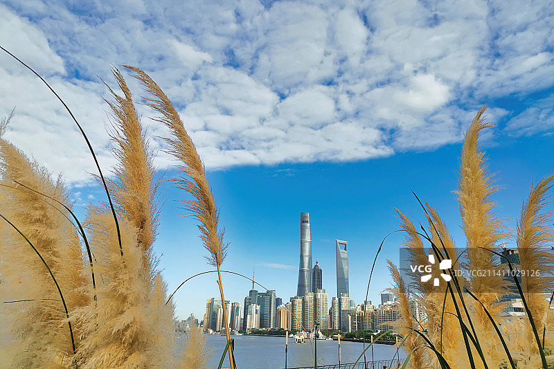 上海滨江大道边的蒲苇图片素材