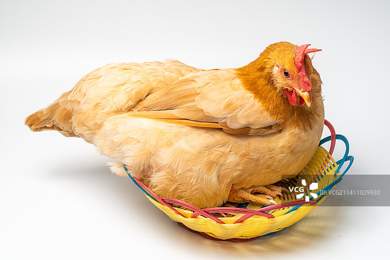 白底乡下农家土鸡，土特产农家散养老母鸡图片素材