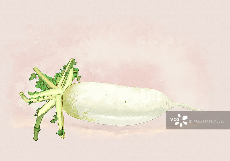 手绘板绘水彩风小清新蔬菜写生白萝卜图片素材