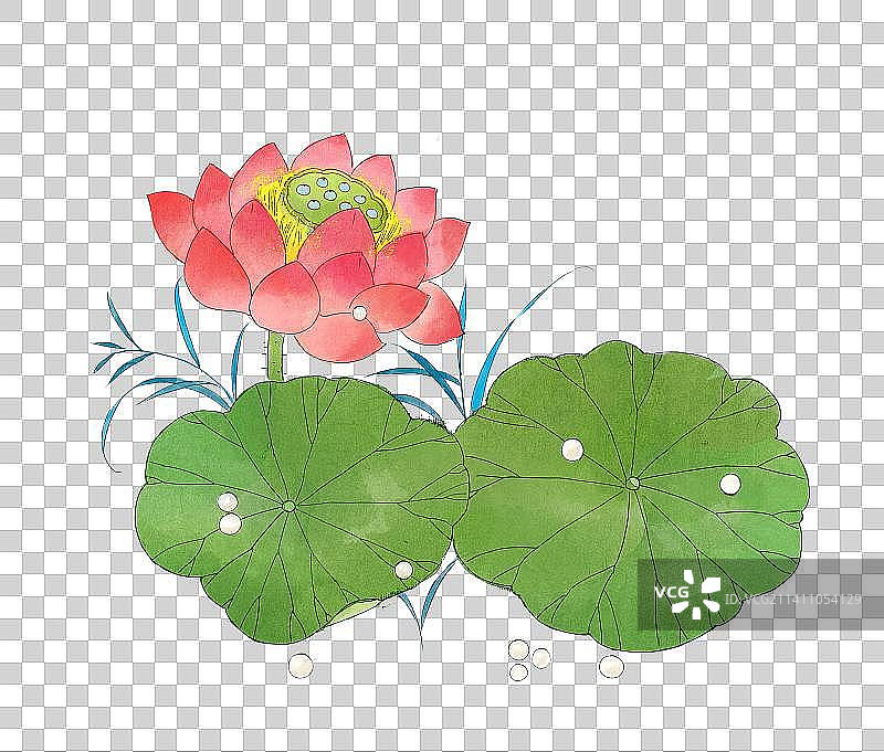 荷花插画元素图片素材