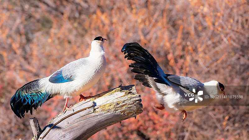 贡嘎雪山下的白马鸡图片素材