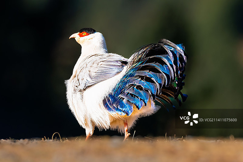 贡嘎雪山下的白马鸡图片素材