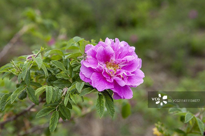 妙峰山春天玫瑰花特写图片素材