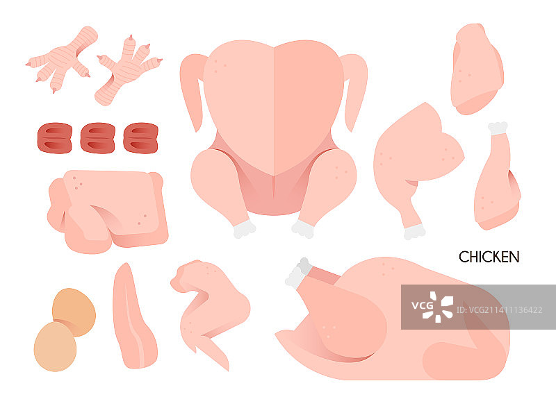 鸡肉各部位矢量图图片素材