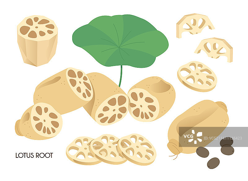 莲藕矢量图图片素材