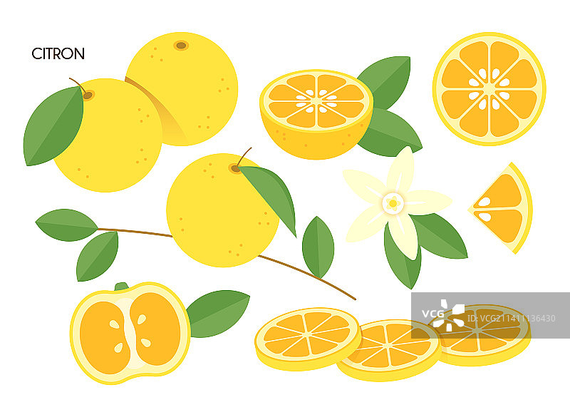 香橼矢量图图片素材