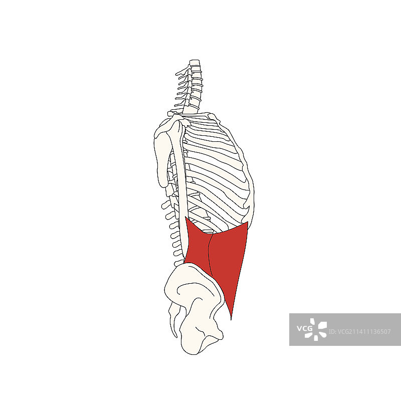 人体解剖图：腹内斜肌图片素材