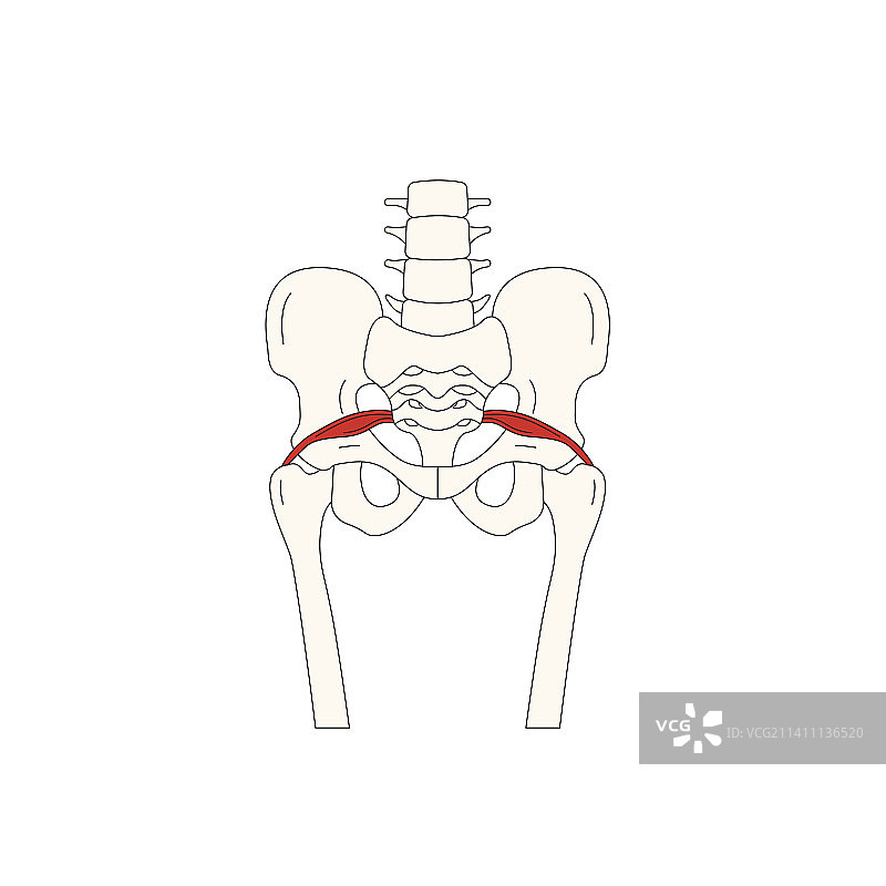 人体解剖图：梨状肌图片素材