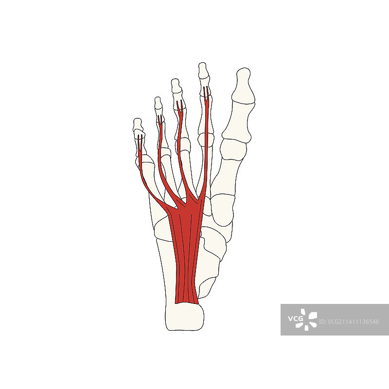 人体解剖图：短趾屈肌图片素材