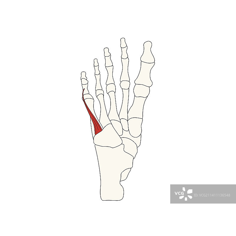 人体解剖绘图_小指短屈肌图片素材