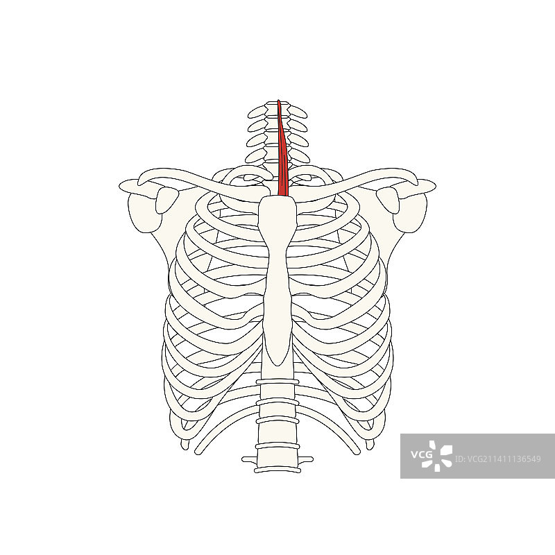人体解剖图_胸骨舌骨肌图片素材