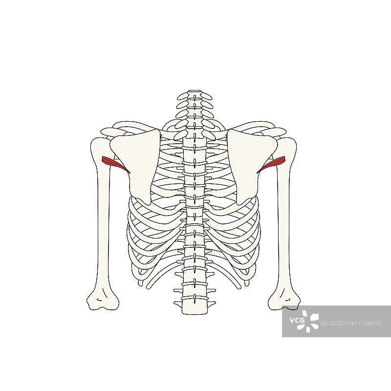 人体解剖图：小圆肌图片素材