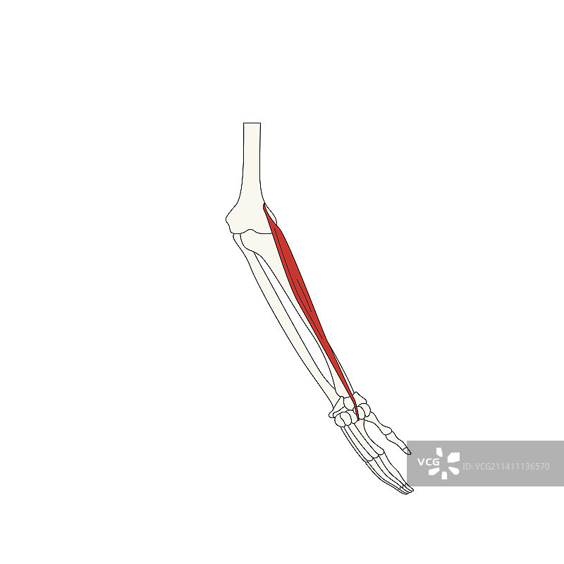 人体解剖图：桡侧腕长伸肌图片素材