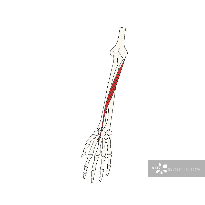 人体解剖图：桡侧腕屈肌图片素材
