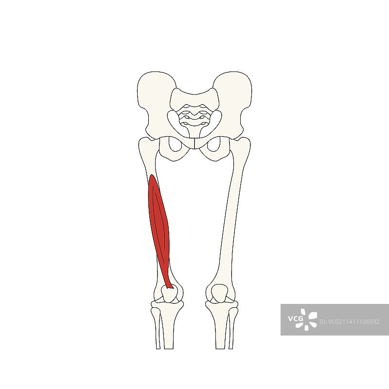 人体解剖图_股中间肌图片素材