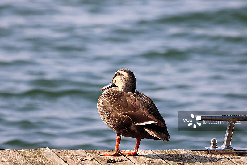 斑嘴鸭图片素材