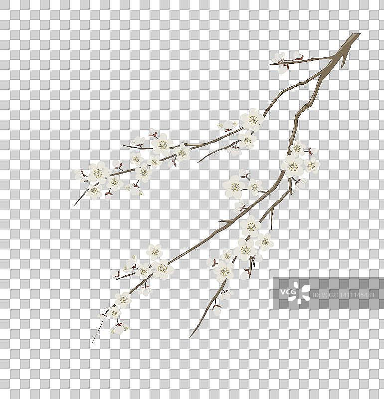 盛开的梅花图片素材