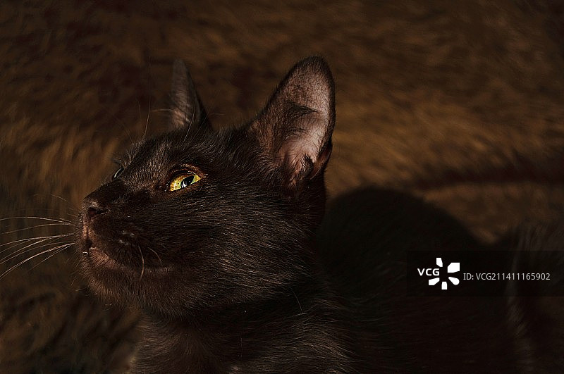 黑猫特写图片素材