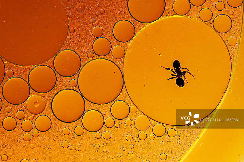 匈牙利布达佩斯玻璃上的蚂蚁特写图片素材