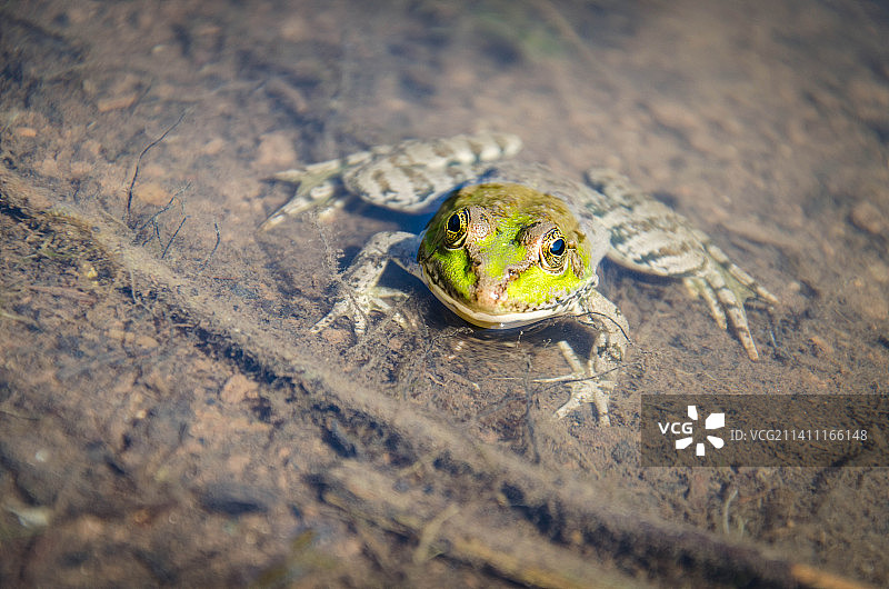 土耳其博卢沙滩上的常见水蛙高角度视图图片素材