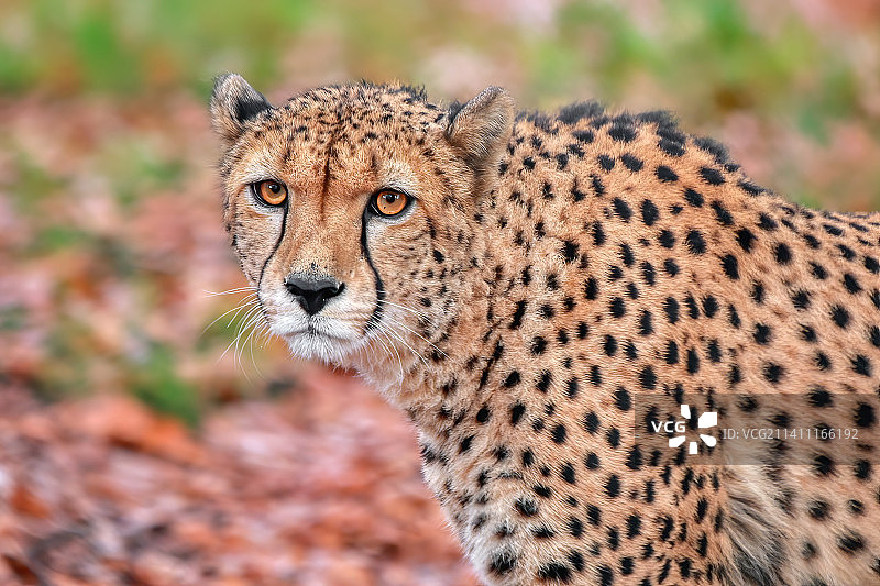 非洲猎豹在捷克共和国的田野上图片素材