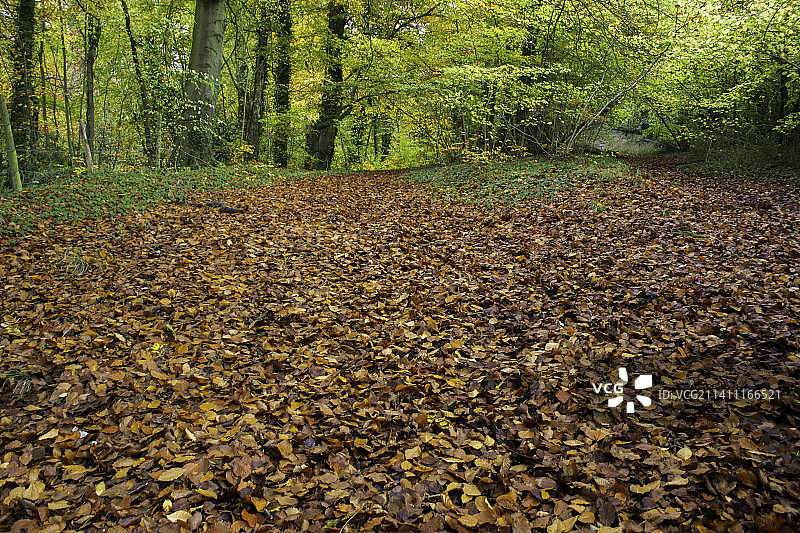 秋季英国韦斯特伯里森林中的树木图片素材